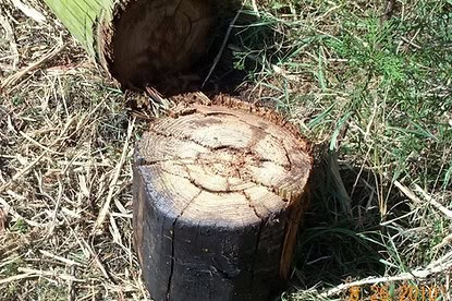 Freshly cut log section beside M&M Hydra Split skid steer log splitter attachment