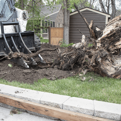 Prime Attachments Skid Steer Rock + Stump Ripper digging around exposed tree roots during stump removal